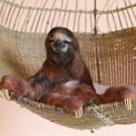 sloth