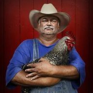 Rooster