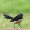 willywagtail