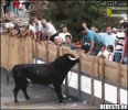 don't mess with the bull 1.gif