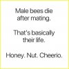 honey nut cheerio.jpg