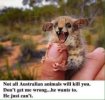 Aussie animals want to kill you.jpeg