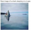 animal-rare-image-shark-stepping-on-lego.jpg