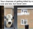 cows that kill.jpeg
