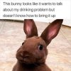 bunny wants to talk about my drinking-1.jpg