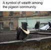 wealthy pigeon.jpeg