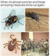 bugs.jpg