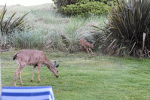 Deer.gif