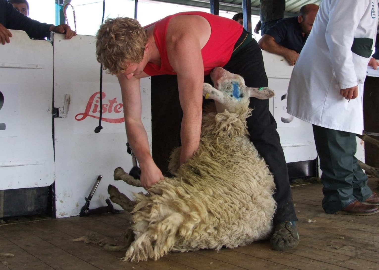 shearing-at-the-Royal-Welsh-Show.jpg