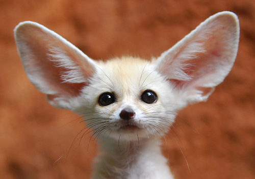fennec-fox-baby.jpg