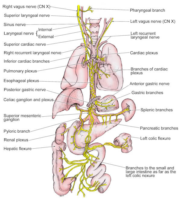 stimulating-the-vagus-nerve.jpg