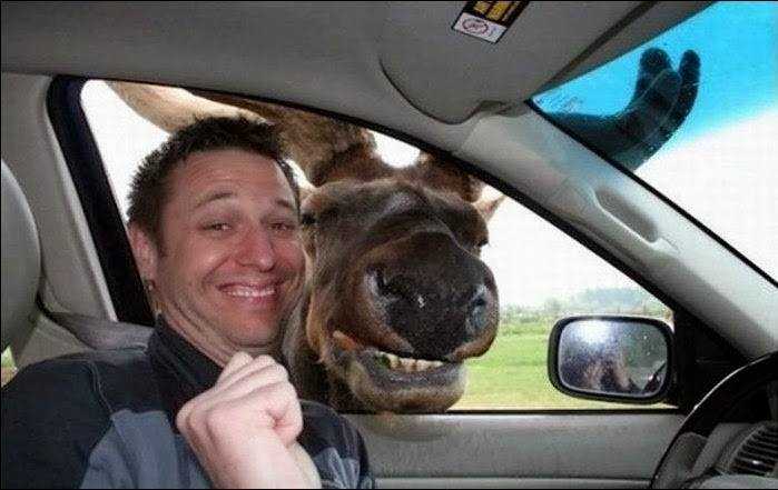 Funny-Animal-Selfies-81.jpg