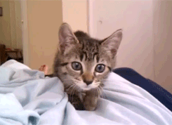 oqKJwo9.gif