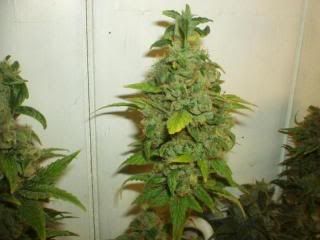 budzzz.jpg