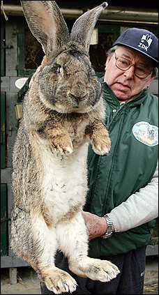 RabbitRobertGiant.jpg