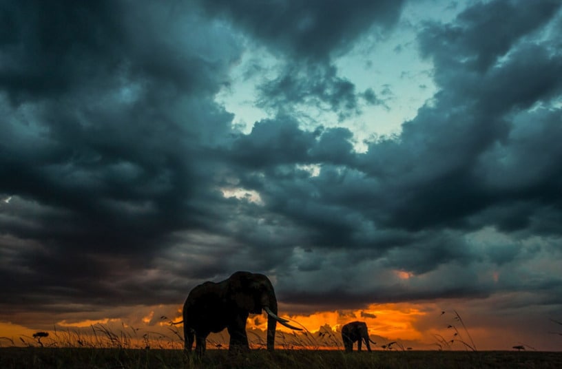 elephant-big-sky_3003702k.jpg