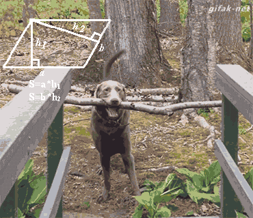 RqOxc4z.gif