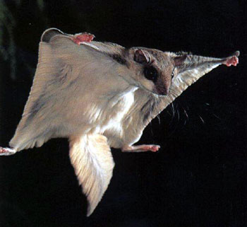 FlyingSquirrel2.jpg