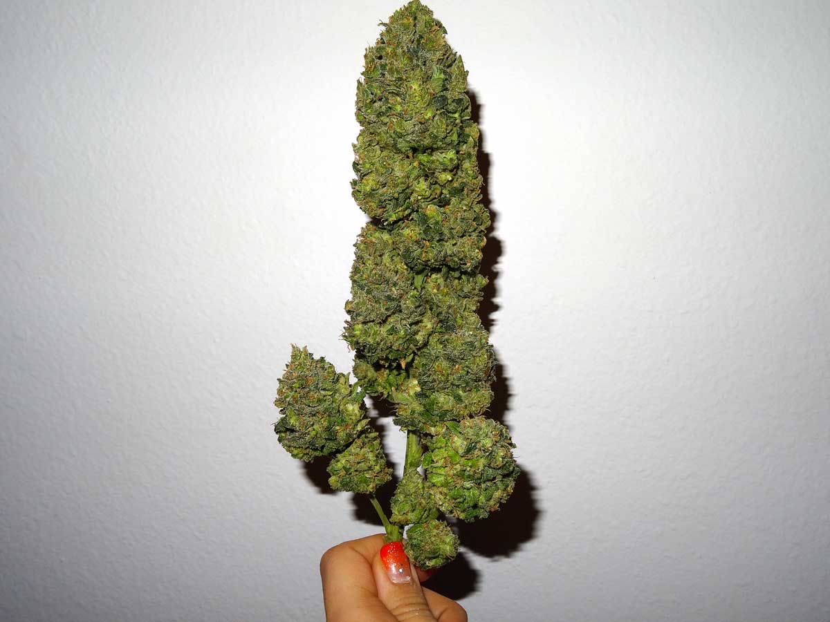 big-cola-nug-in-hand.jpg