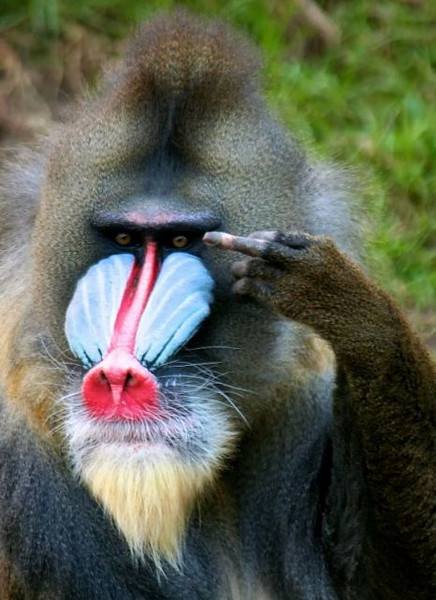 mandrill_finger-L.jpg