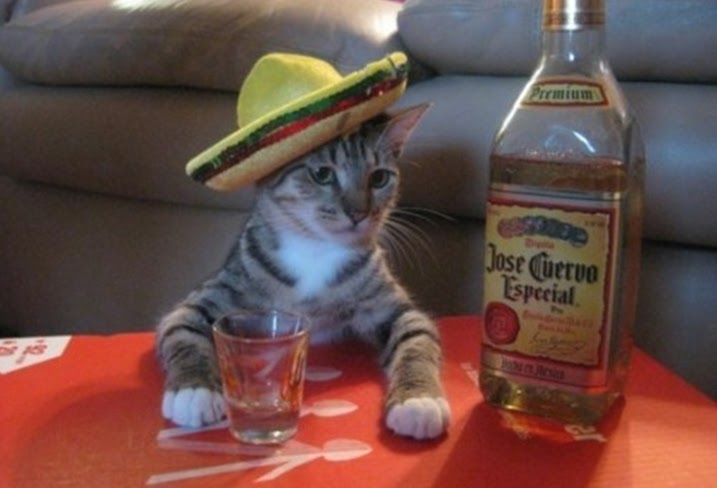 Jose+the+Cat.bmp