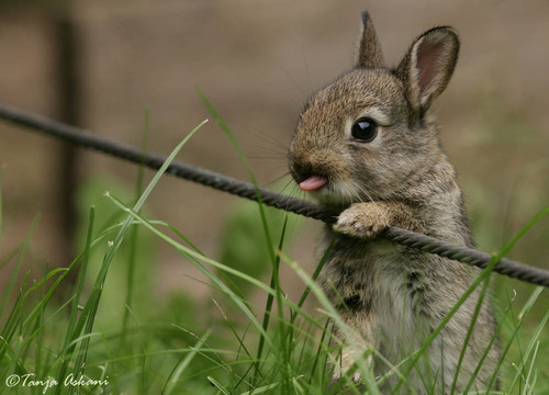 bunnytongue.jpg