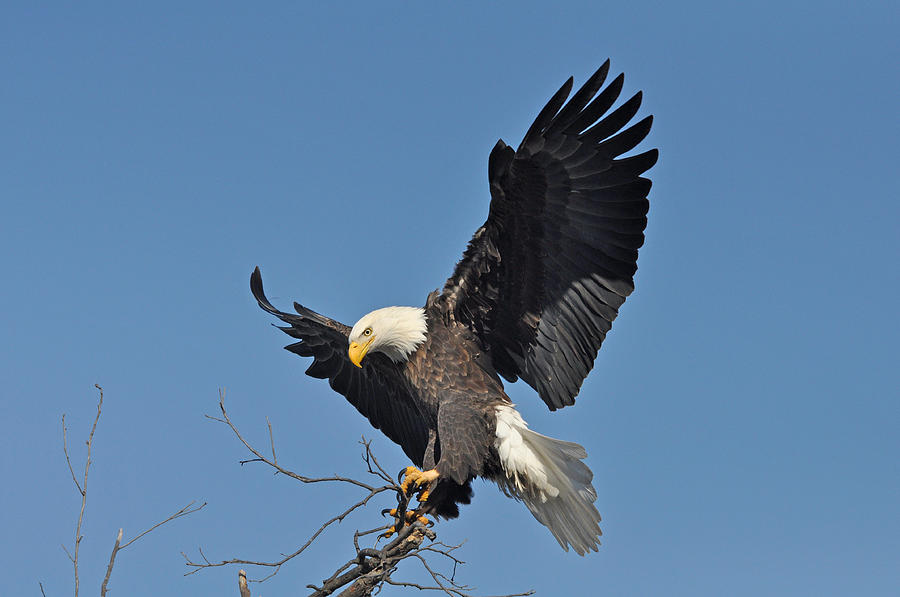 eagle-has-landed-jason-loving.jpg
