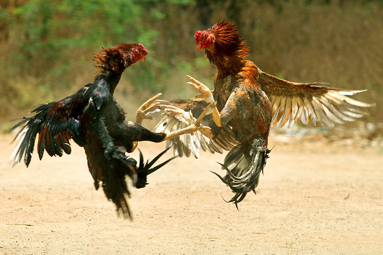 1280px-COCK_FIGHT.JPG