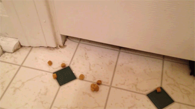daily_gifdump_937_03_zpspcxanvsz.gif