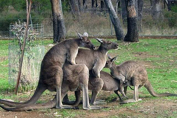 kangaroo-orgy.jpg