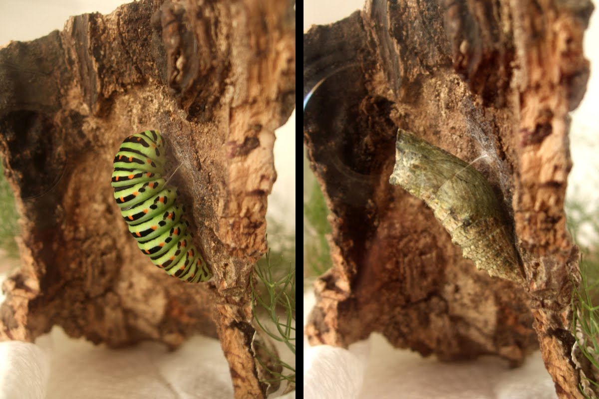 metamorphos02.jpg