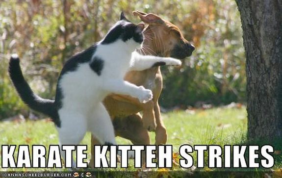 hilarious-karate-animals-05.jpg