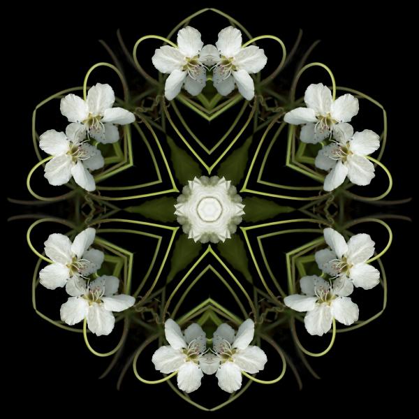 hearts-and-flowers-marsha-tudor3.jpg