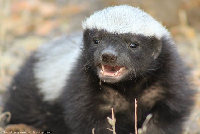 Baby-honey-badger-at-Linyanti-1-18.jpg