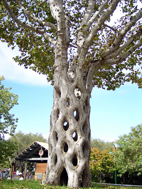 basket-tree.jpg