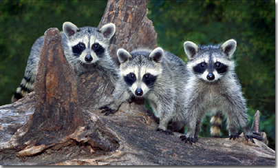 babyRaccoons.jpg