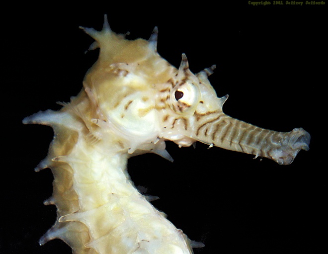 seahorse11.jpg