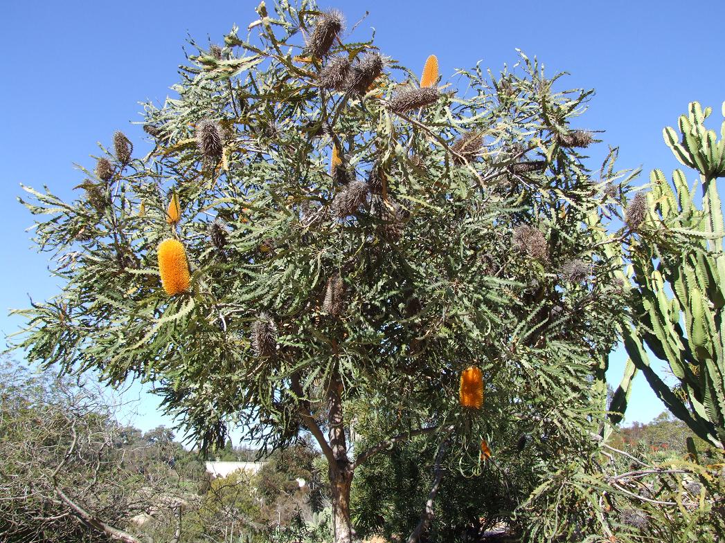 banksia_ashbyi.jpg