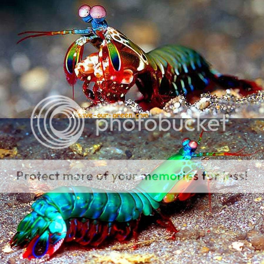 Mantisshrimp_zpsy0by4hw0.jpg