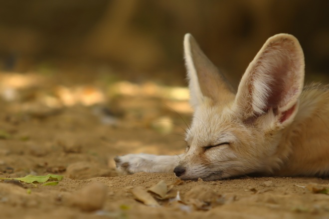 Fennec-Fox.jpg