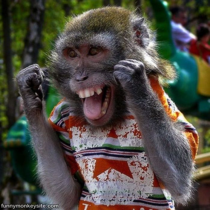 Happy_Monkey.jpg