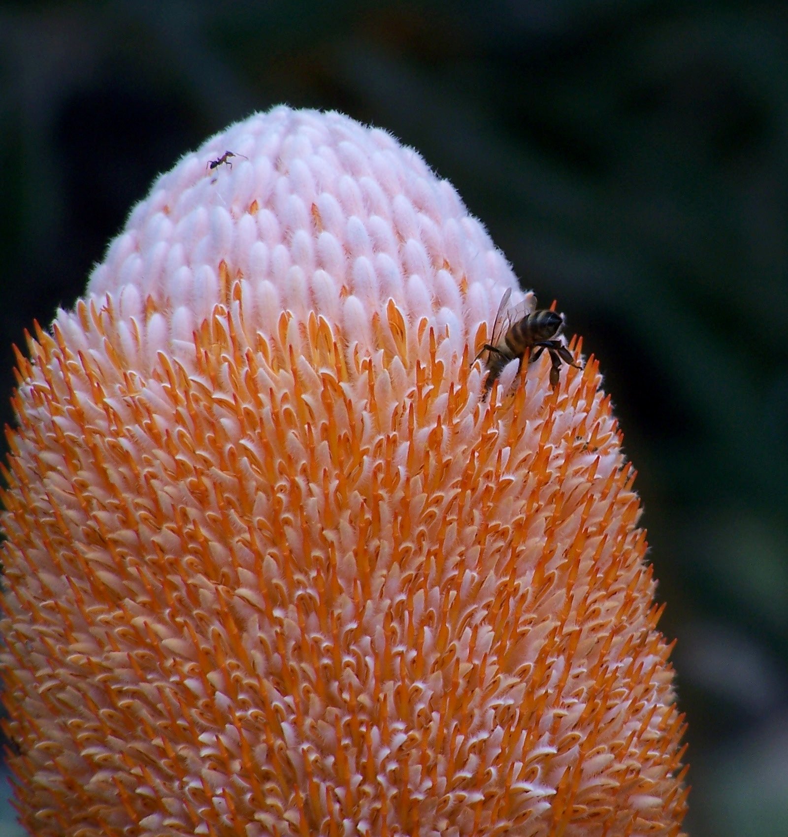 Banksia_prionotes_4_gnangarra.jpg