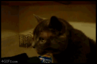 GYPU7Zx.gif