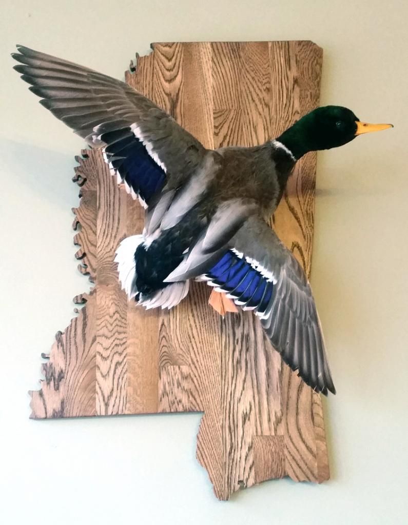 MallardMount_zps9111bb2e.jpg