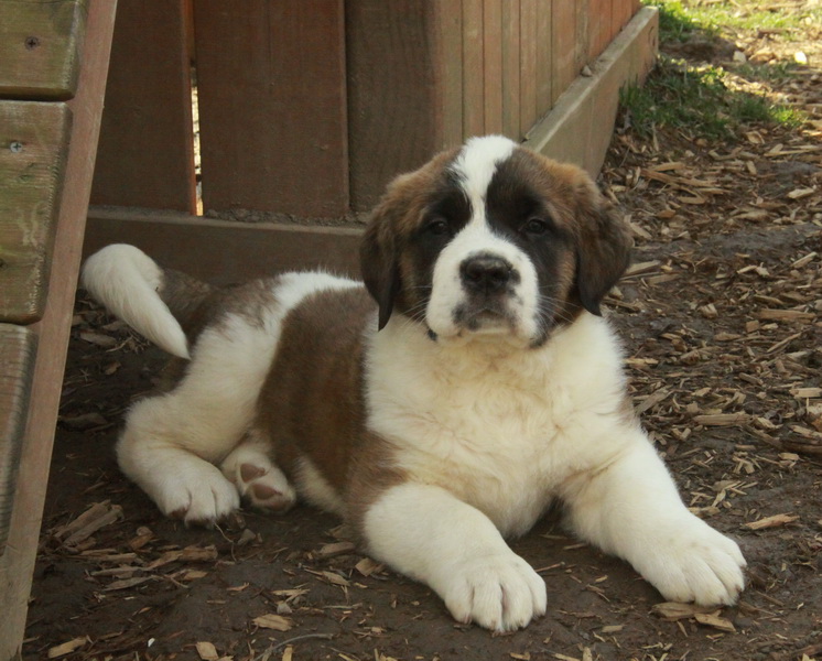 Female-Saint-Bernard-puppy-for-sale.jpg