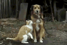 p8IBBVQ.gif