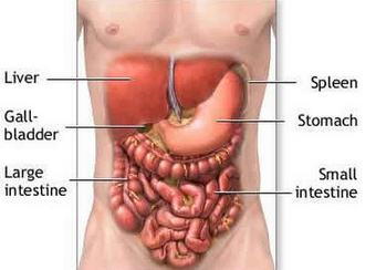 Location-of-the-Liver.jpg