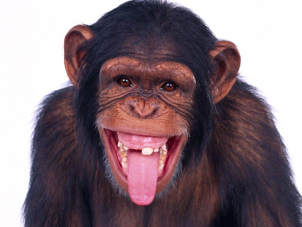 MONKEY.JPG