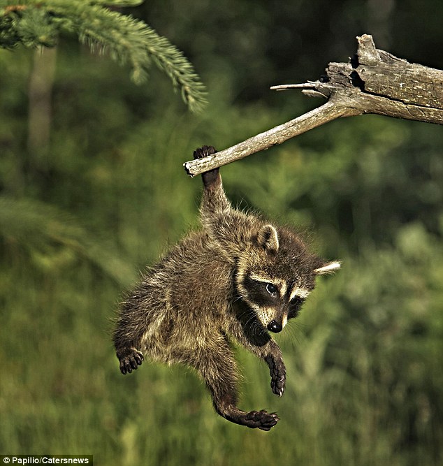 raccoon-slips-from-branch-004.jpg