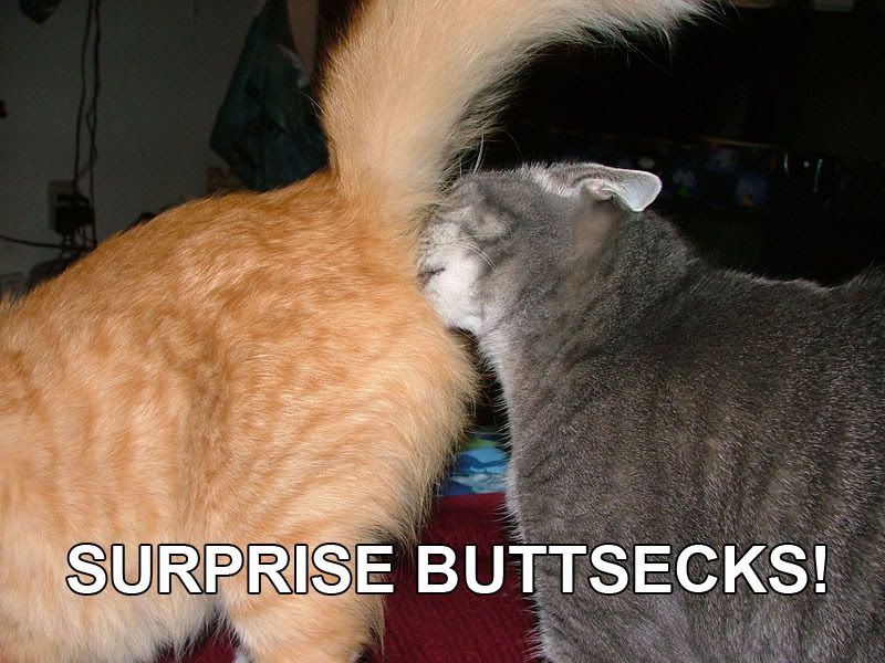 cat-buttsecks.jpg